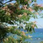 Albizia julibrissin
